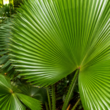 Licuala spinosa