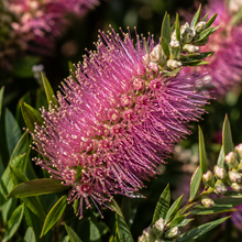 Callistemon Mauve Mist