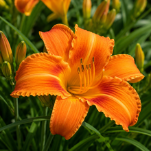 Hemerocallis Stella Tangerine