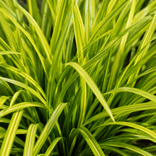 Lomandra Lime Tuff