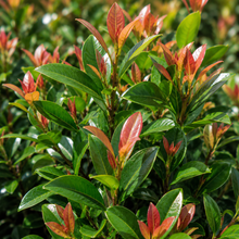 Syzygium australe Northern Select