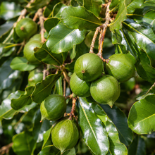 Macadamia integrifolia
