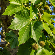 Platanus x acerifolia