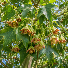 Brachychiton populneus