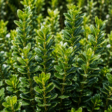 Euonymus japonicus Green Rocket