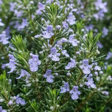 Westringia fruticosa Jervis Gem