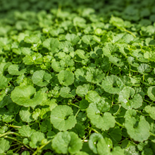 Dichondra repens