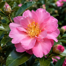 Camellia sasanqua Jennifer Susan