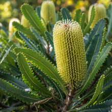 Banksia ericifolia