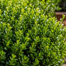 Buxus microphylla