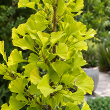 Ginkgo biloba Lemonlime Spire