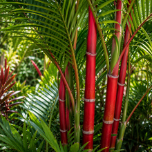 Cyrtostachys renda