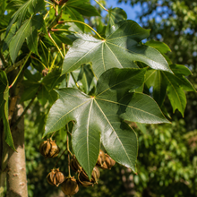 Brachychiton bidwillii