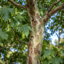 Brachychiton discolor