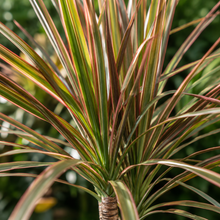 Dracaena marginata