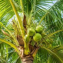 Cocos nucifera