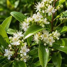 Backhousia citriodora