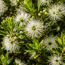 Leptospermum petersonii