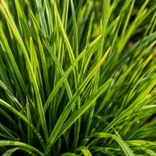 Lomandra confertifolia Little Pal