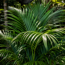 Howea forsteriana
