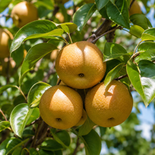 Pyrus fauriei Westwood Korean Sun