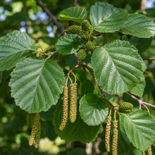Alnus cordata