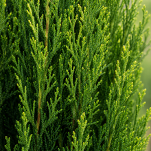 Cupressus sempervirens Stricta