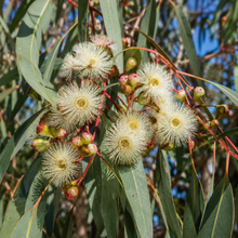Eucalyptus erythrocorys