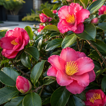 Camellia hiemalis hiryu