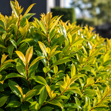Syzygium australe Hinterland Gold