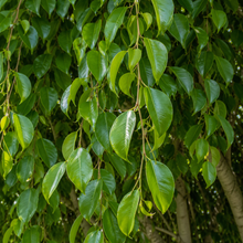 Ficus microcarpa hillii