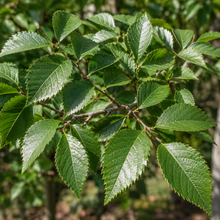 Ulmus parvifolia Chinese Elm