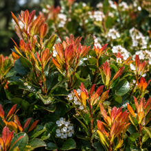Rhaphiolepis Hot Tips