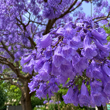 Jacaranda mimosifolia