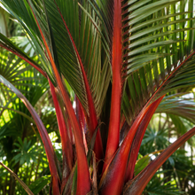 Chambeyronia macrocarpa hookerii