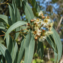 Eucalyptus moluccana