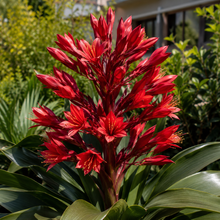 Doryanthes excelsa