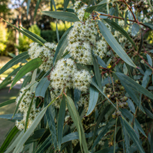 Eucalyptus microcarpa