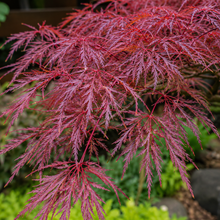 Acer palmatum dissectum Inaba Shidare