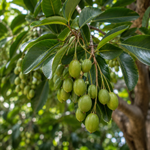 Elaeocarpus obovatus