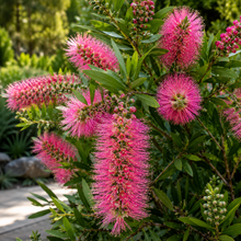 Callistemon Hannah Ray