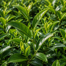 Camellia sinensis