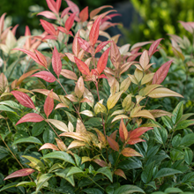 Nandina domestica Gulf Stream