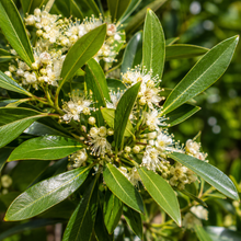 Backhousia myrtifolia