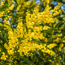 Acacia pycnantha