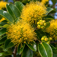 Xanthostemon chrysanthus