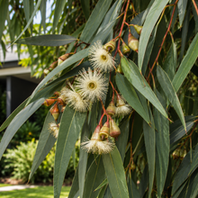 Eucalyptus kitsoniana