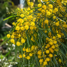 Acacia floribunda