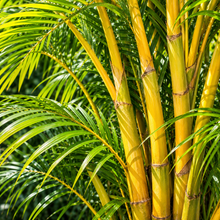 Dypsis lutescens