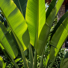 Strelitzia nicolai